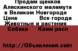 Продам щенков Аляскинского маламута в Великом Новгороде › Цена ­ 5 000 - Все города Животные и растения » Собаки   . Коми респ.